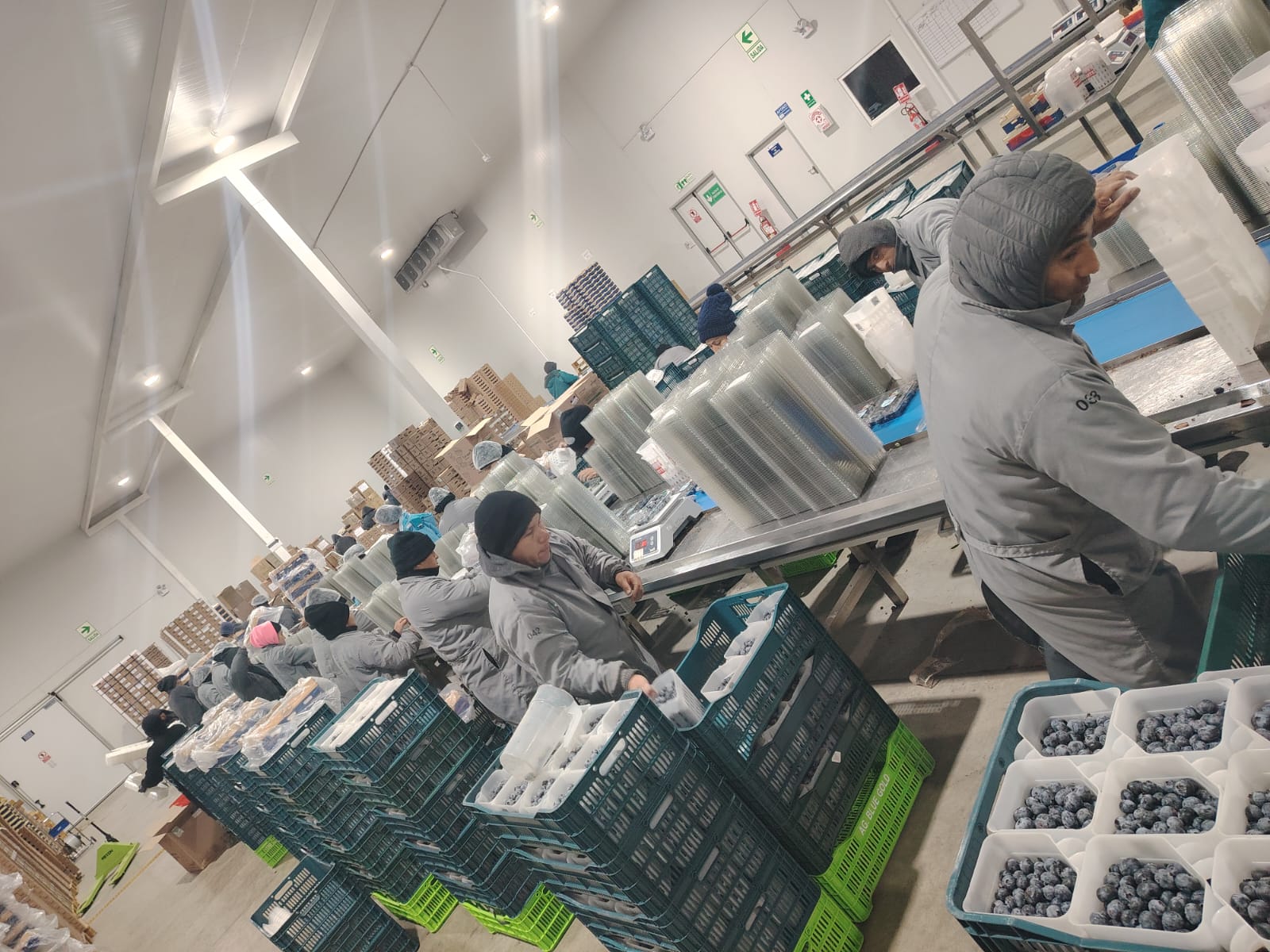Calidad de exportación